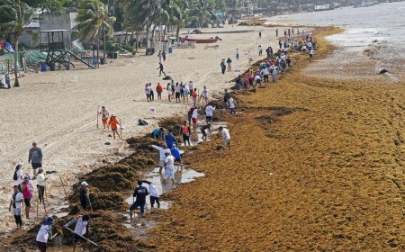The Plan to Turn the Caribbean’s Glut of Sargassum Into Biofuel