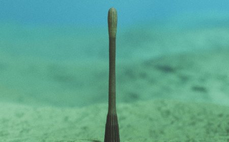 An Ancient Penis Worm With Rings of Sharp Teeth Has Been Discovered in the Grand Canyon