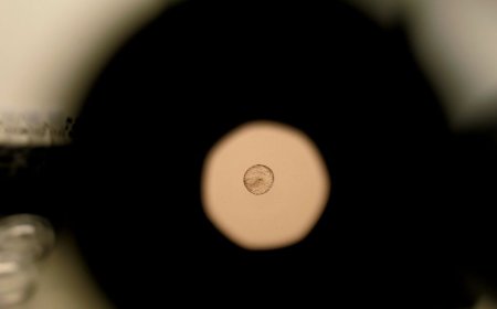 Scientists Just Caught Human Embryo Implantation on Camera