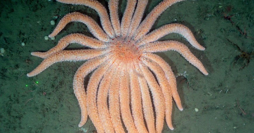 Billions of starfish died in a decade-long epidemic. Scientists now know why.
