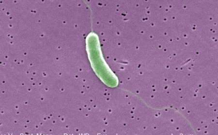Flesh-eating bacteria kills 5th person this year in Louisiana