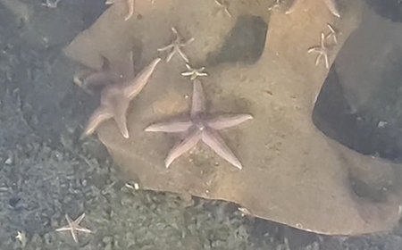 Sub discovers unexploded Nazi bombs teeming with marine life