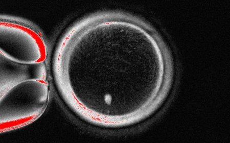 Scientists Made Human Eggs from Skin Cells and Used Them to Form Embryos