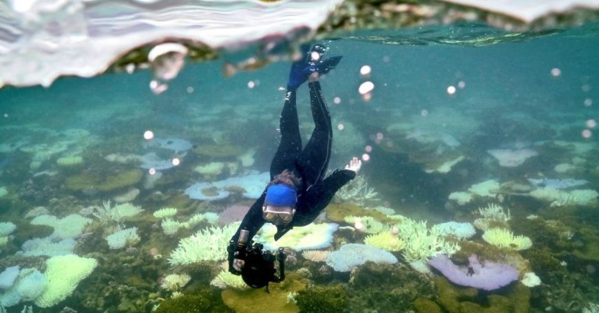 The World’s Oceans Are Hurtling Toward a Breaking Point