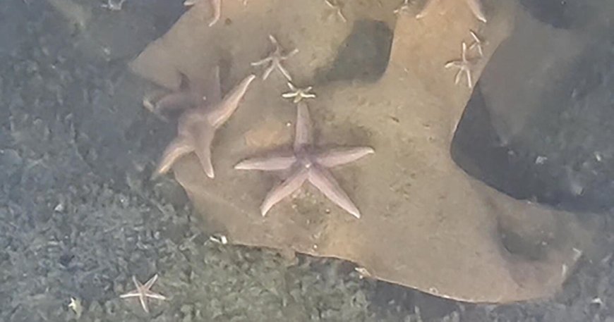Sub discovers unexploded Nazi bombs teeming with marine life