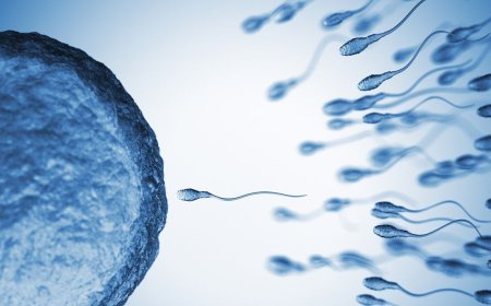 Sperm From Older Men Have More Genetic Mutations