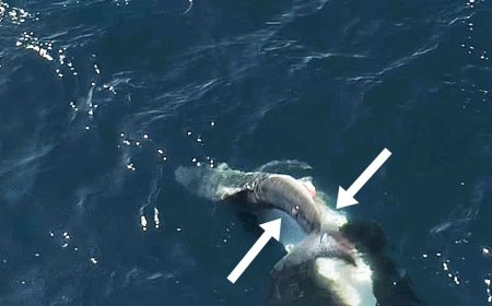 Videos show orcas flipping great white sharks and eating their livers