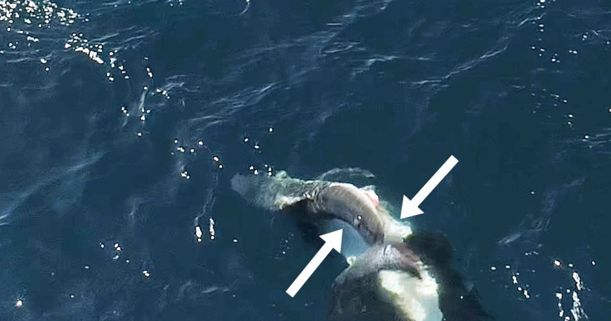 Videos show orcas flipping great white sharks and eating their livers