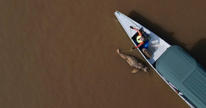 Hundreds of dolphins found dead in lake were in water hotter than jacuzzi