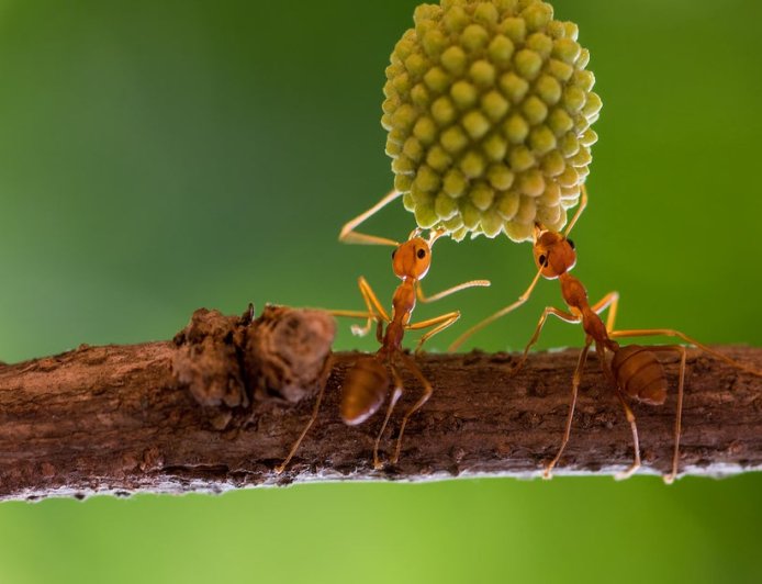 Sick ants invite self-sacrifice to save colony: "Come and kill me"