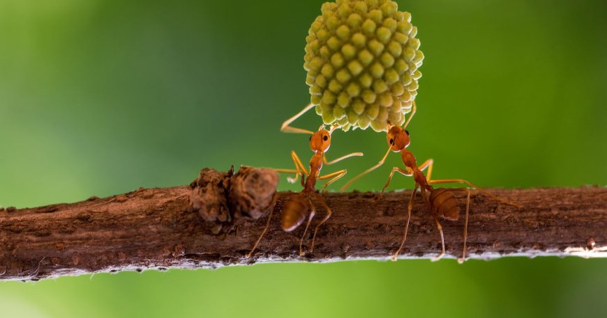 Sick ants invite self-sacrifice to save colony: "Come and kill me"