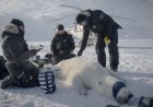 Scientists "quite surprised" to find one polar bear population thriving