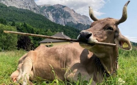 ‘Veronika’ Is the First Cow Known to Use a Tool
