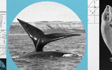 A North Atlantic Right Whale Baby Boom Is On—but the Species Remains at Risk