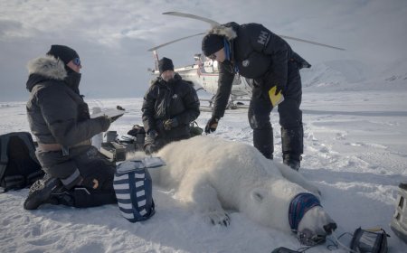 Scientists "quite surprised" to find one polar bear population thriving