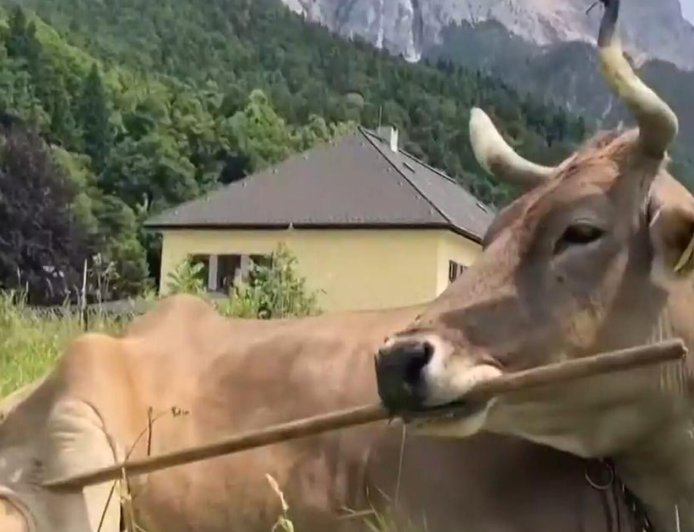 Clever cow figures out multiple ways to scratch herself with a broom