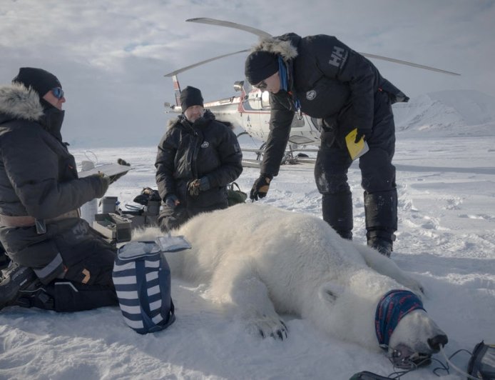 Scientists "quite surprised" to find one polar bear population thriving