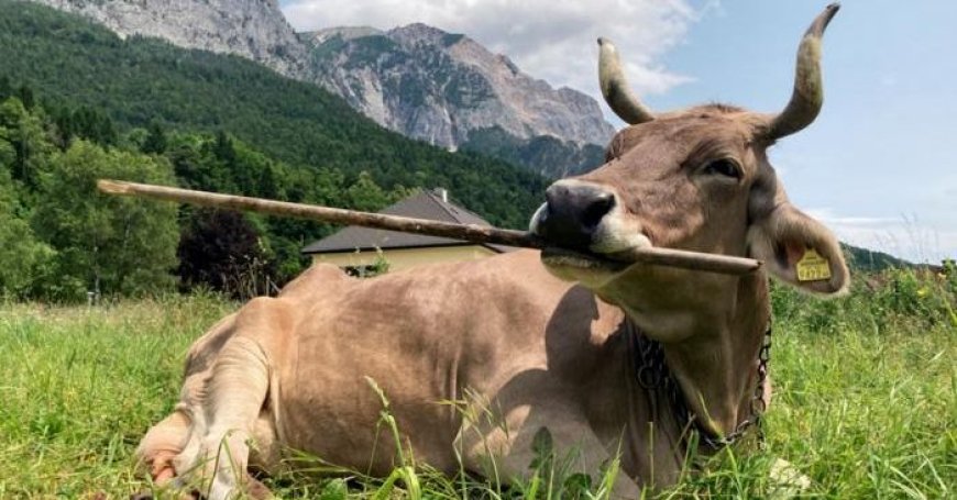 ‘Veronika’ Is the First Cow Known to Use a Tool