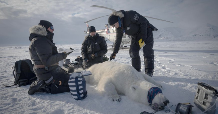 Scientists "quite surprised" to find one polar bear population thriving