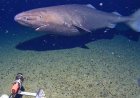 In a first, shark seen on camera in Antarctica waters, surprising researchers