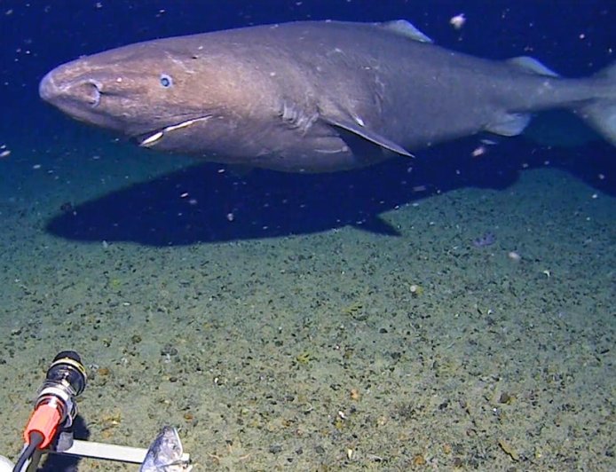 In a first, shark seen on camera in Antarctica waters, surprising researchers