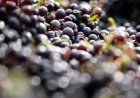 600-year-old pinot noir grape seed found in medieval hospital