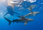 Sharks in Bahamas test positive for caffeine, painkillers, cocaine