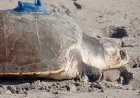 Amputee sea turtle being tracked at sea from space
