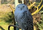 Snowy owl, cheetah among 40 species granted international protection