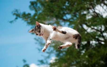 A New Study Details How Cats Almost Always Land on Their Feet