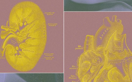 A Billionaire-Backed Startup Wants to Grow 'Organ Sacks' to Replace Animal Testing