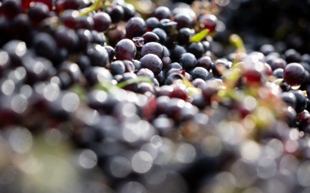 600-year-old pinot noir grape seed found in medieval hospital