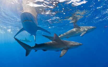 Sharks in Bahamas test positive for caffeine, painkillers, cocaine