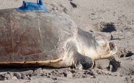 Amputee sea turtle being tracked at sea from space