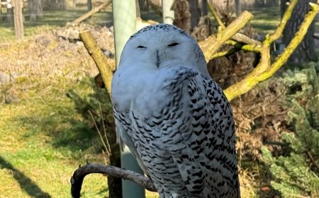 Snowy owl, cheetah among 40 species granted international protection