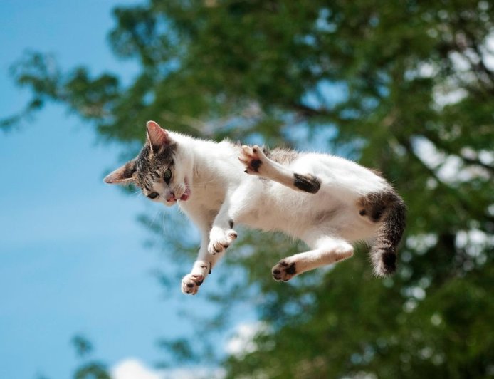 A New Study Details How Cats Almost Always Land on Their Feet
