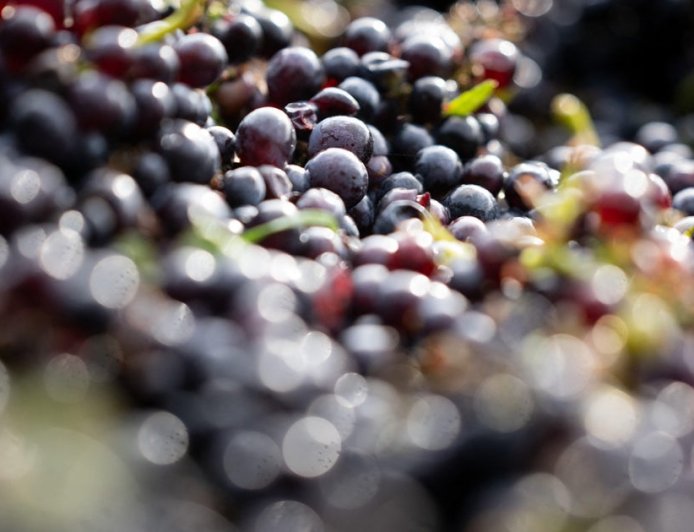 600-year-old pinot noir grape seed found in medieval hospital