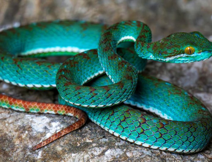 Pit viper among new species discovered in cave in Cambodia