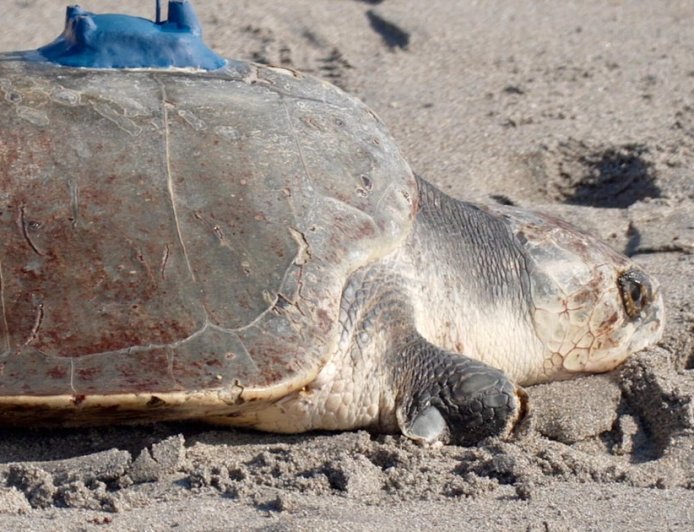 Amputee sea turtle being tracked at sea from space