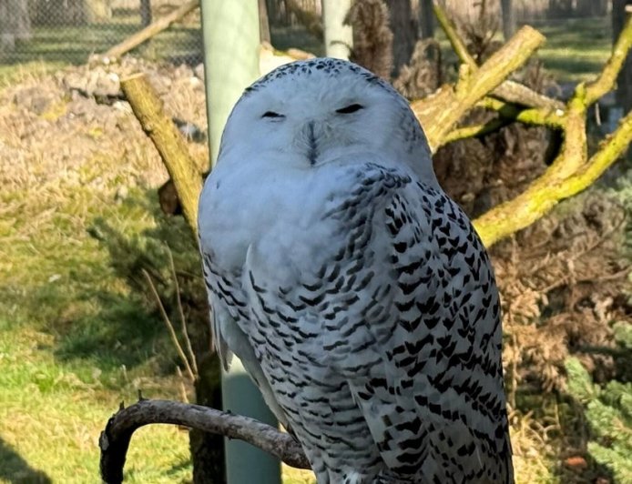 Snowy owl, cheetah among 40 species granted international protection
