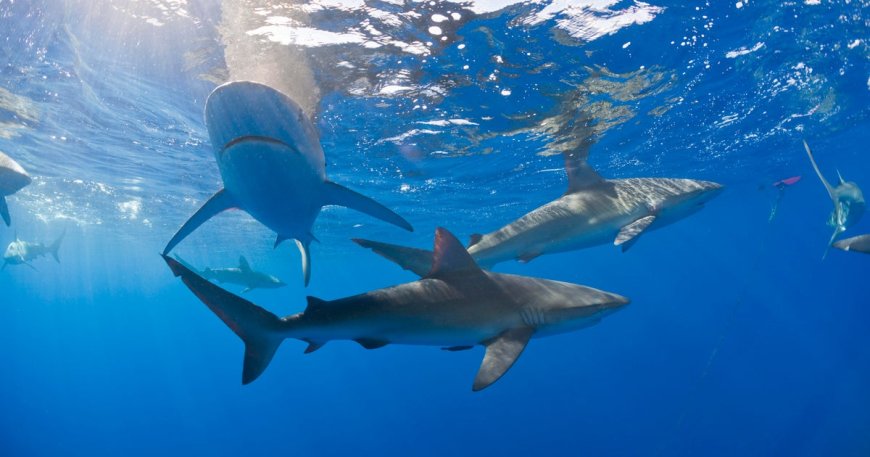 Sharks in Bahamas test positive for caffeine, painkillers, cocaine