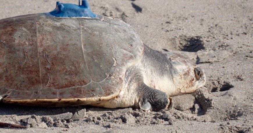 Amputee sea turtle being tracked at sea from space