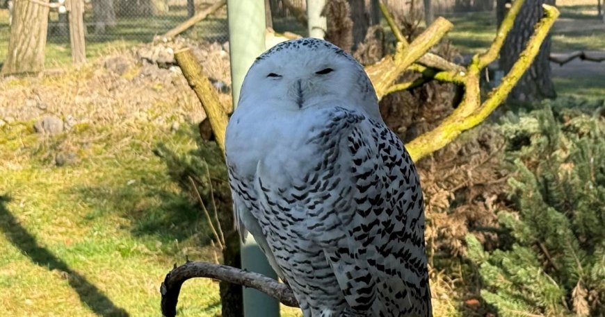 Snowy owl, cheetah among 40 species granted international protection