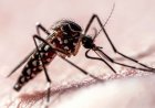 Flight Path Data Shows How Mosquitoes Target Humans