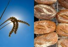 Breeding a better bread