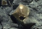 Mysterious "golden orb" found in deep sea in 2023 is finally identified