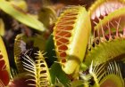 Saving the Venus fly trap