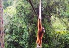 In a first, endangered orangutan seen using canopy bridge to cross road