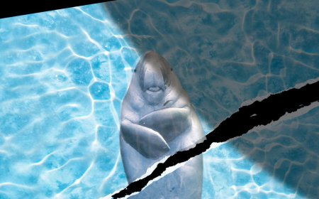 Marine Animals in the Strait of Hormuz Don’t Get a Ceasefire