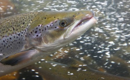 Scientists Gave Cocaine to Salmon and You Will Absolutely Believe What Happened Next